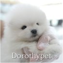 아침농장순창 | 순창강아지분양후기 감정 표현이 솔직한 포메라니안