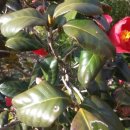 김유정 5월에 산골 이미지