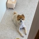 온댕 이미지