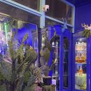 주남로 | 해운대 방어 맛집 해적쌀롱 주남로 해운대본점 대방어 후기