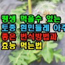 평생 먹을수 있는 토종 흰민들레 아주 좋은 번식 방법과 효능 먹는법 이미지