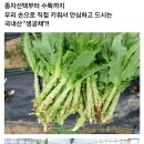 국내생산 "생궁채" 이미지