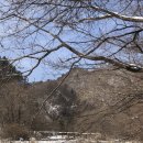 상판소나무숲 이미지