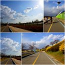아줌마 봄맞이 자전거여행[미사리 벚꽃-하남위례길, 조정경기장 역동적 풍경 ] 이미지
