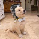 더 건강한 동물병원 이미지