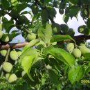 소망농장 이미지