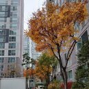 도마길 일원 이미지