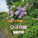 (주)수앤아이 | 부산 경남 6월 7월 여행 추천 김해 수안마을 수국축제 (주차/꿀팁/개화 현황)