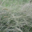 대천천1 이미지