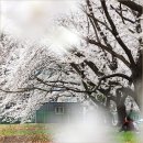 아이 온 아이 월성점 | 숨은 경주 벚꽃 명소 경주 월성 벚꽃 환상숲 피크닉 장소