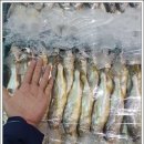 1월 7일(화) 목포는항구다 생선카페 판매생선[ 참조기, 고등어, 파갈치, 열기, 민어, 준치, 삼치 ] 이미지