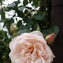 더가드너 이미지