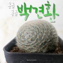 동글동글 하얀 공 같은 선인장! 마밀라리아 렌타 백견환 분양 후기🌵