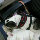 제리장군 이미지