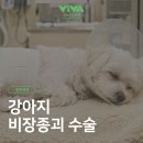 비바동물병원 | 관악구 강아지 비장종양 수술 케이스 비바 동물병원 후기
