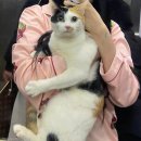 미모고양이 이미지