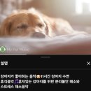 LOVE MY PET 동물병원 | 폐수종 두 번 재발, 입원 및 외래