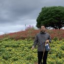 시바견 전문 가도켄넬 네이버블로그