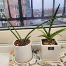 박지후 - 공기 정화 식물 이미지