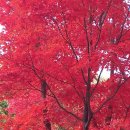 58년만에 개방된 서울대 관악수목원 이미지