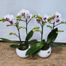 용진 | 양재화훼단지 양재꽃시장 용진농원 상견례 호접란 내돈내산 후기 | 보자기 포장 꿀팁