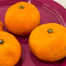 지효농장 | 제주도 쇼핑 리스트 : 지효농장! 노지 감귤 황금향 천혜향 한라봉 레드향 판매