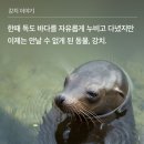 강치