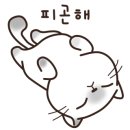 해피캣타운 고양이강아지 서울충무로점 이미지