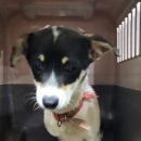 녹원동물병원 이미지