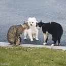 안녕고양이 이미지