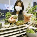 모던분재