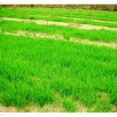 삼성사슴농장 이미지