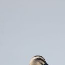 동부반점 이미지