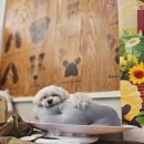 맘스펫 다산애견미용 호텔 분양 | 남양주애견호텔 맘스펫 다산애견미용 호텔 가위컷 이용했어요