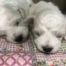 뷰티 앤 도그쇼 이미지