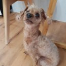 동그라미펫 이미지