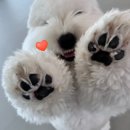 퍼피글랫 | [동탄역애견유치원] 퍼피글랫 친구들의 신나는 일상!