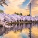 세계 유명 벚꽃축제 이미지