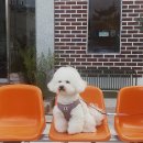 프로펫 애견샵 이미지