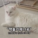 랙돌카페냐옹 이미지