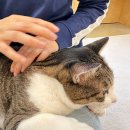 못말리는 고양이 | 분당 고양이카페 못말리는고양이 성남 아이랑 실내 데이트 코스 추천