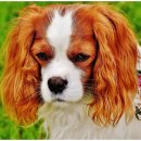 강남동물메디컬센터 이미지