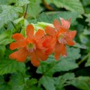 동자꽃(Lychnis cognata Maxim.) 이미지