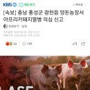 [속보] 충남 홍성군 광천읍 양돈농장서 아프리카돼지열병 의심 신고 이미지