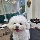 애니살롱 본점 이미지