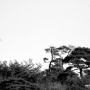 소나무풍경 이미지