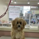 트리몽 네이버블로그