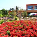 사라실 라벤더 단지 이미지