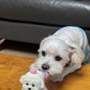 댕수무강 이미지