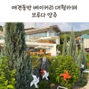 양주 애견동반 대형카페 브루다 내돈내산 추천 후기와 아쉬운점